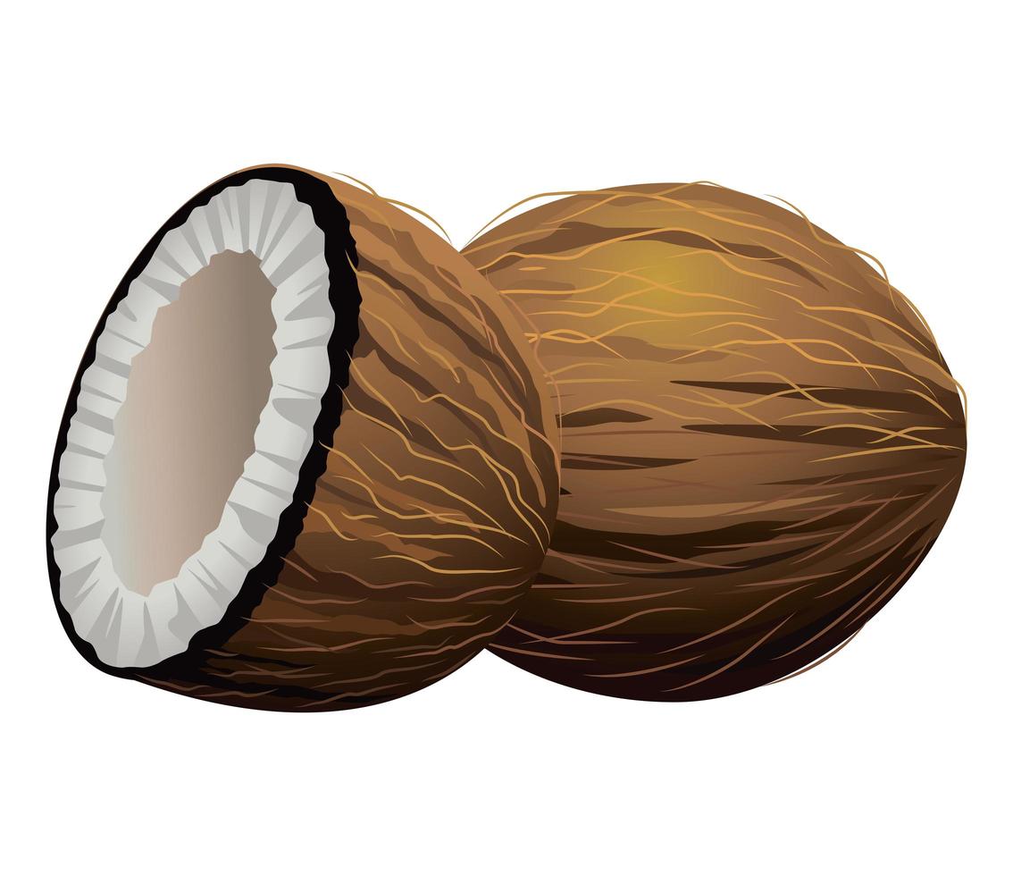 frische und köstliche tropische Kokosnussfrüchte vektor