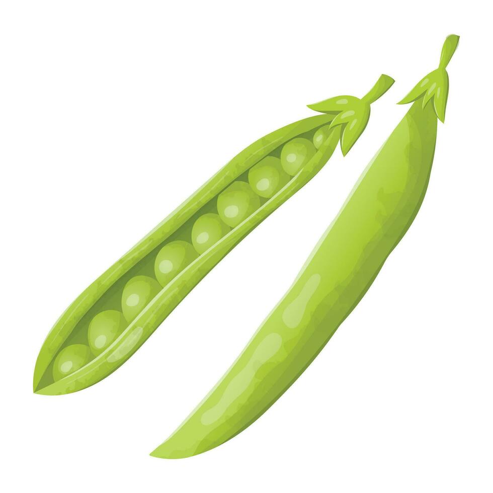 Vektor Illustration von ein pod von frisch Grün Erbsen. gesund organisch Essen mit natürlich Gemüse.