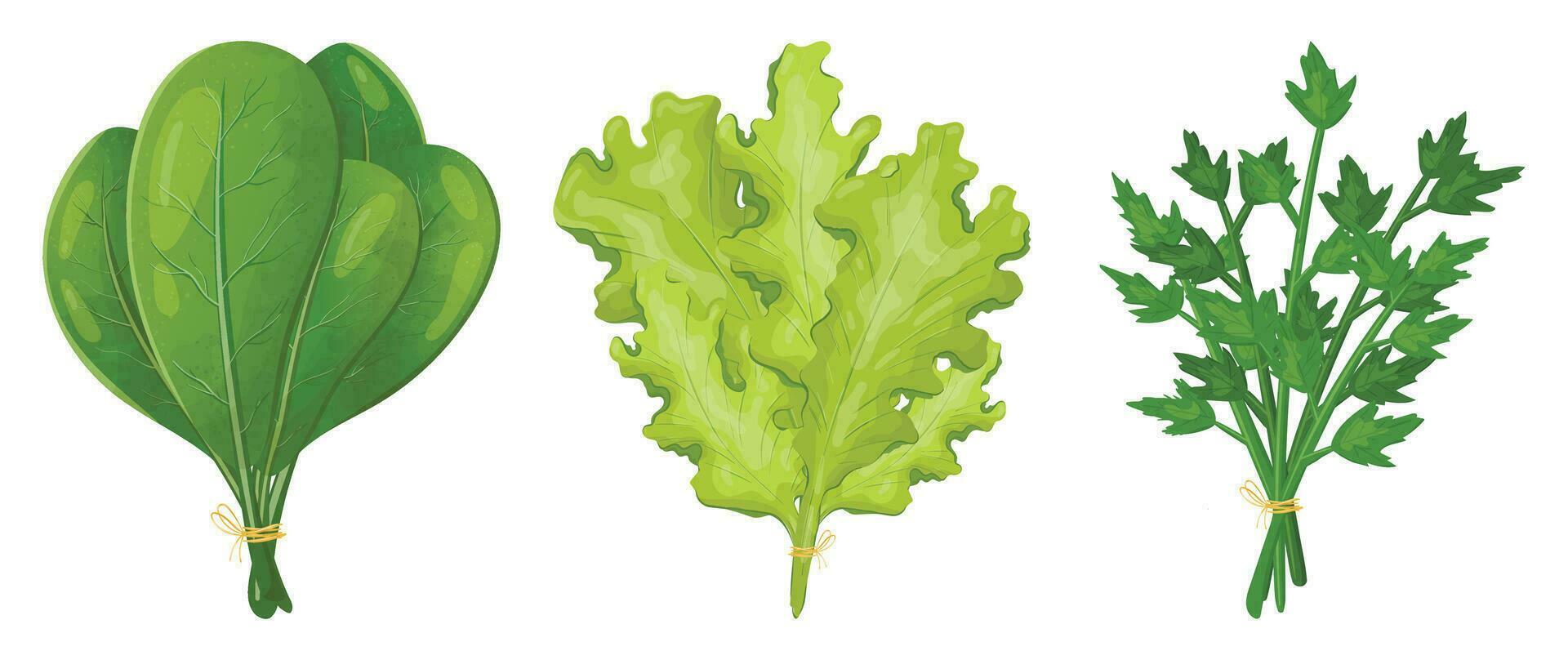 uppsättning av vektor realistisk bilder av buntar av grönt för sallad. spenat, sallad och persilja löv. naturlig örter som dekoration element eller mat krydda.