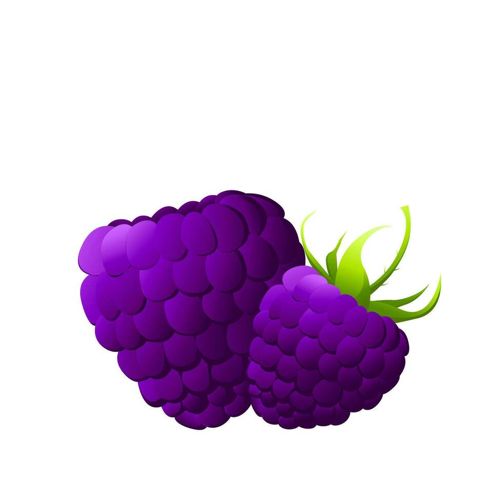 Brombeere. wild Beeren auf Weiß Hintergrund. Karikatur frisch Brombeere, gesund Essen, organisch natürlich Kratzbeere, roh Produktion, Design element.vektor Illustration vektor