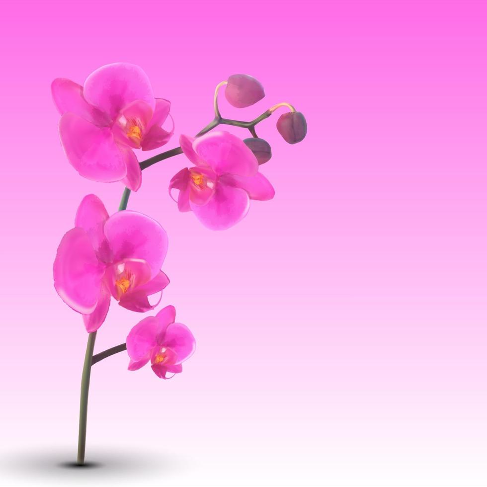 naturalistisk vacker färgglad rosa orkidé vektor