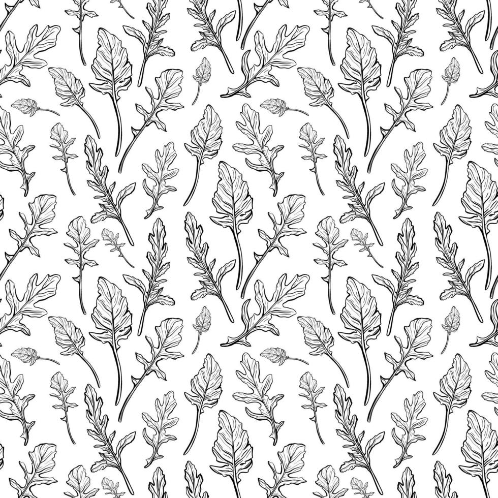 Rucola nahtloses Muster. Rucola Blätter auf einem weißen Hintergrund. würziges und aromatisches italienisches Gewürz. handgezeichnete Vektorillustration vektor