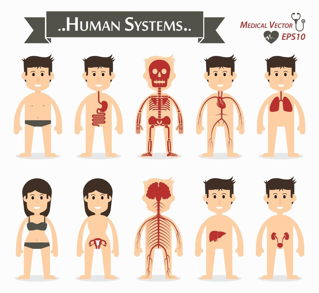 menschliche Systeme Magen-Darm- oder Verdauungsskelett kardiovaskuläre oder zirkulierende Atemwege gynäkologische neurologische hepatobiliäre Urogenitalflachbauweise vektor