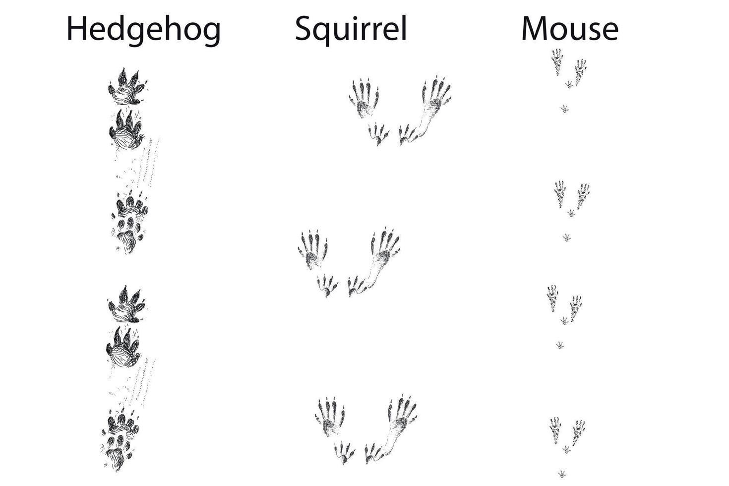 Eichhörnchen-Igel-Maus verfolgt typische Fußabdrücke isolierte schwarze Symbolvektorillustration auf weißem Hintergrund vektor