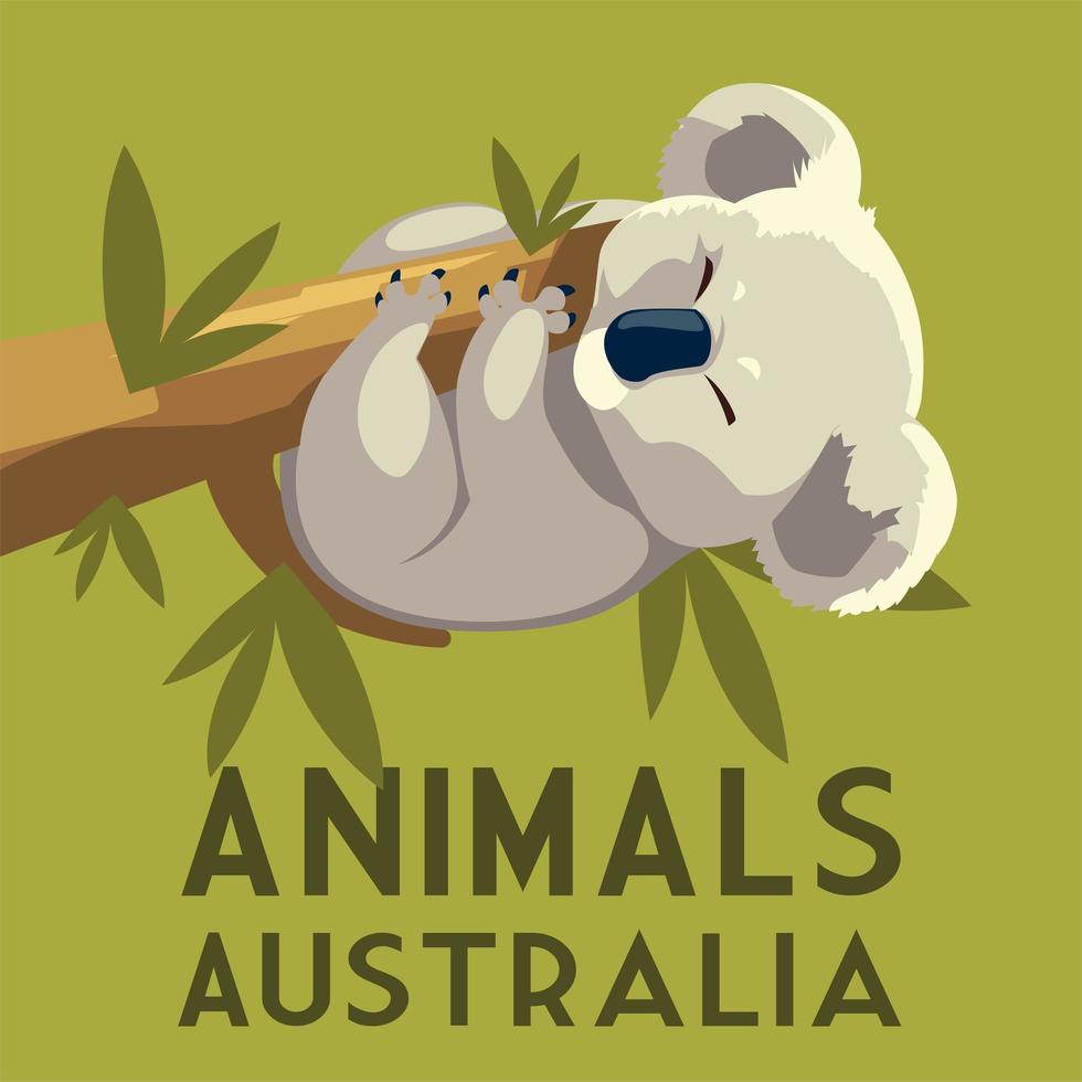 koala hängande gren eukalyptusträd australiska djurliv vektor