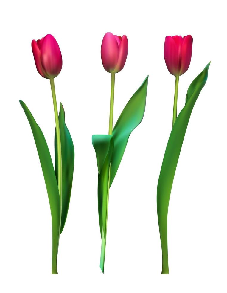 realistische Vektorillustration bunte Tulpen. rote Blumen auf hellem Hintergrund vektor