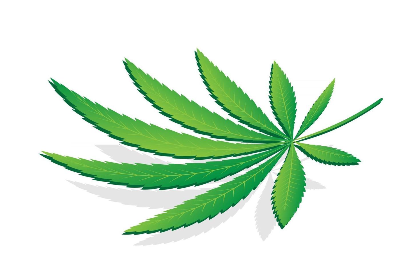 Cannabispflanze auf weißem Hintergrund Cannabis Sativa oder Cannabis Indica Marihuana vektor