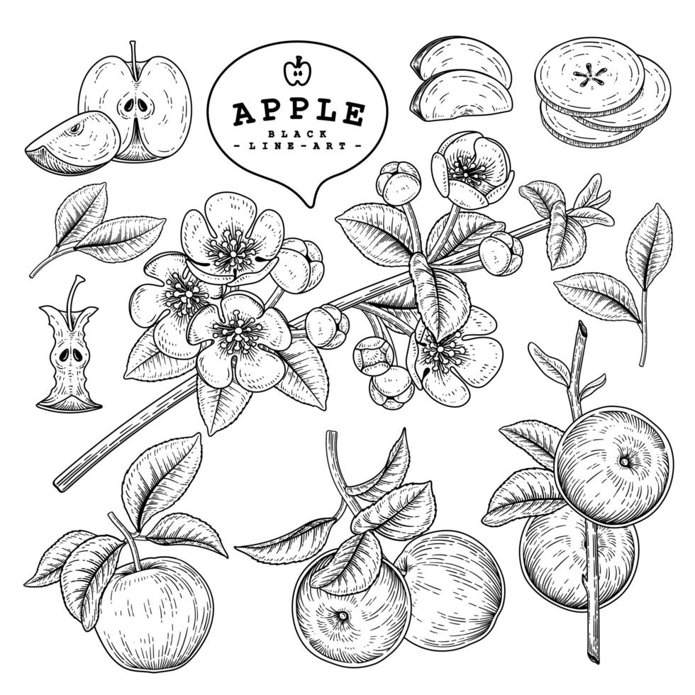ganze halbe Scheibe und Zweig des Apfels mit Früchten und Blumen Hand gezeichnete Skizze botanische Illustrationen dekorative Set vektor