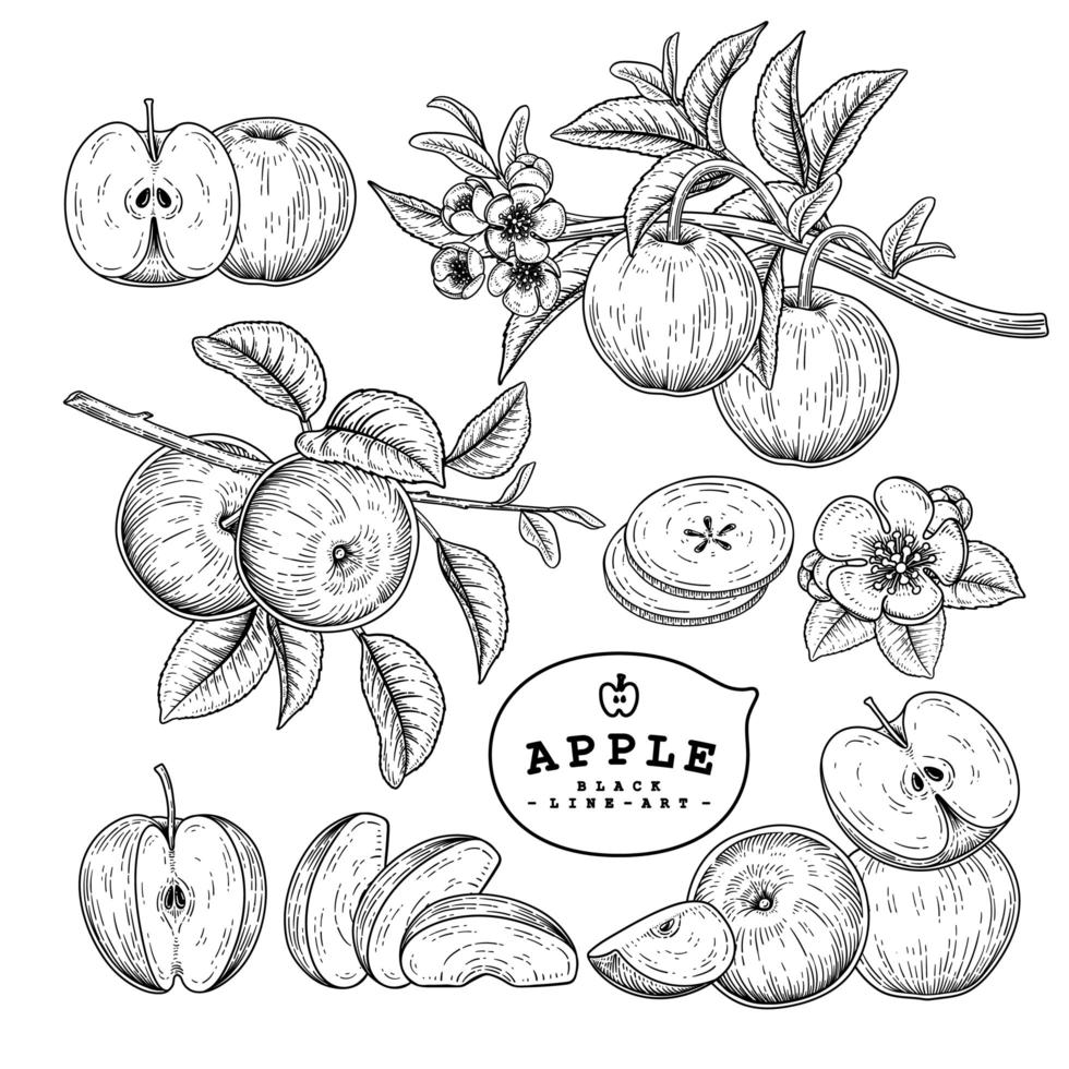 ganze halbe Scheibe und Zweig des Apfels mit Früchten und Blumen handgezeichnete botanische Illustrationen dekoratives Set vektor