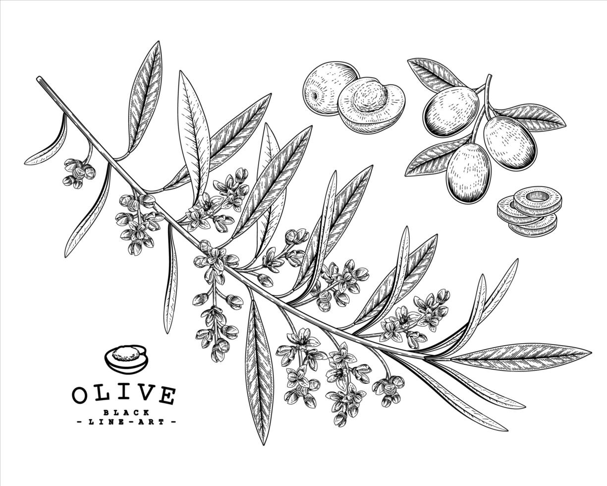 hel halvskiva och gren av oliv med blommor handritad skiss botaniska illustrationer dekorativ uppsättning vektor