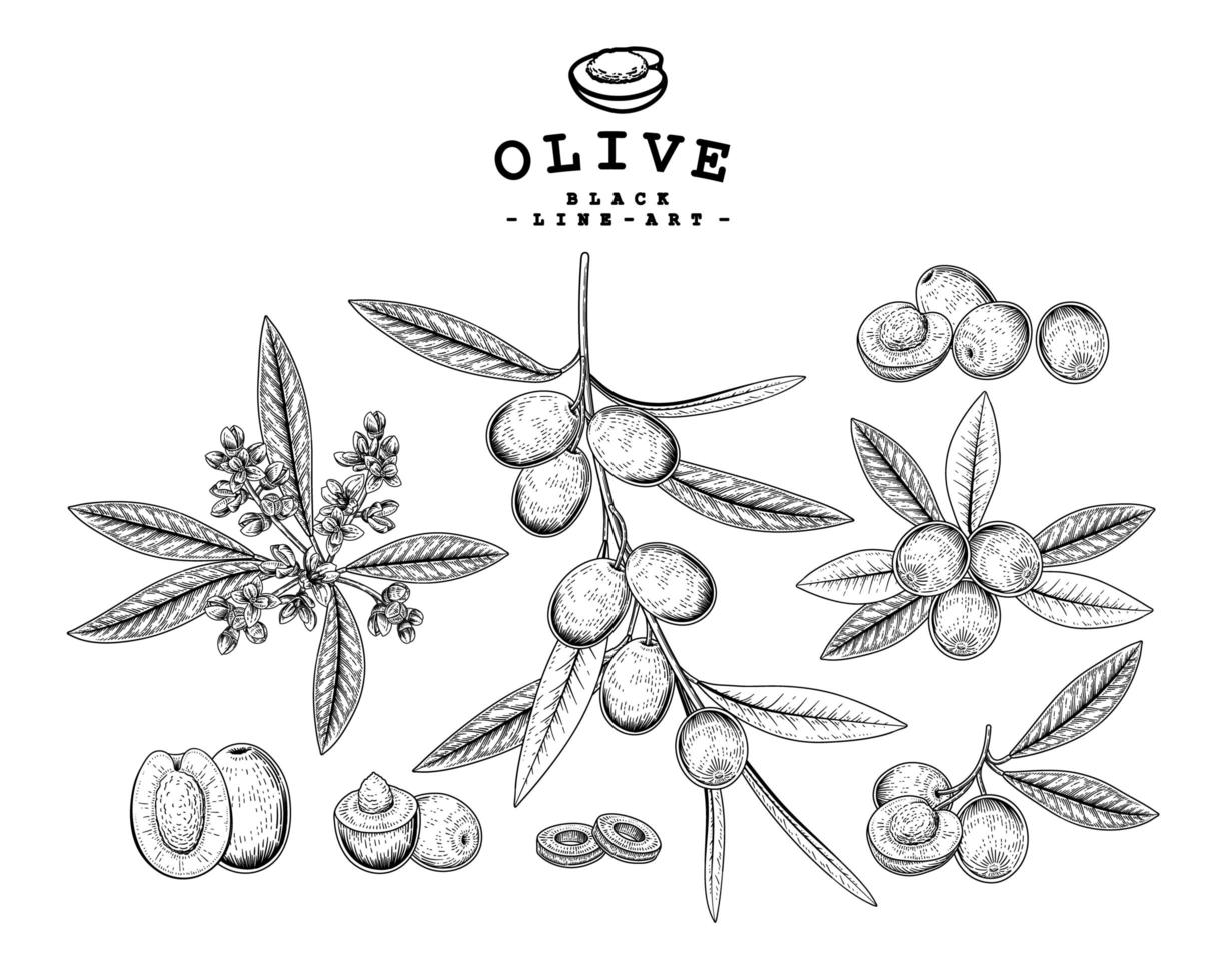 ganze halbe Scheibe und Zweig der Olive mit Früchten und Blumen handgezeichnete Skizze botanische Illustrationen dekorative Set vektor