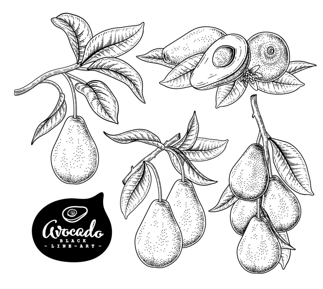 hela hälften och gren av avokado med frukt handritad skiss botaniska illustrationer dekorativ uppsättning vektor