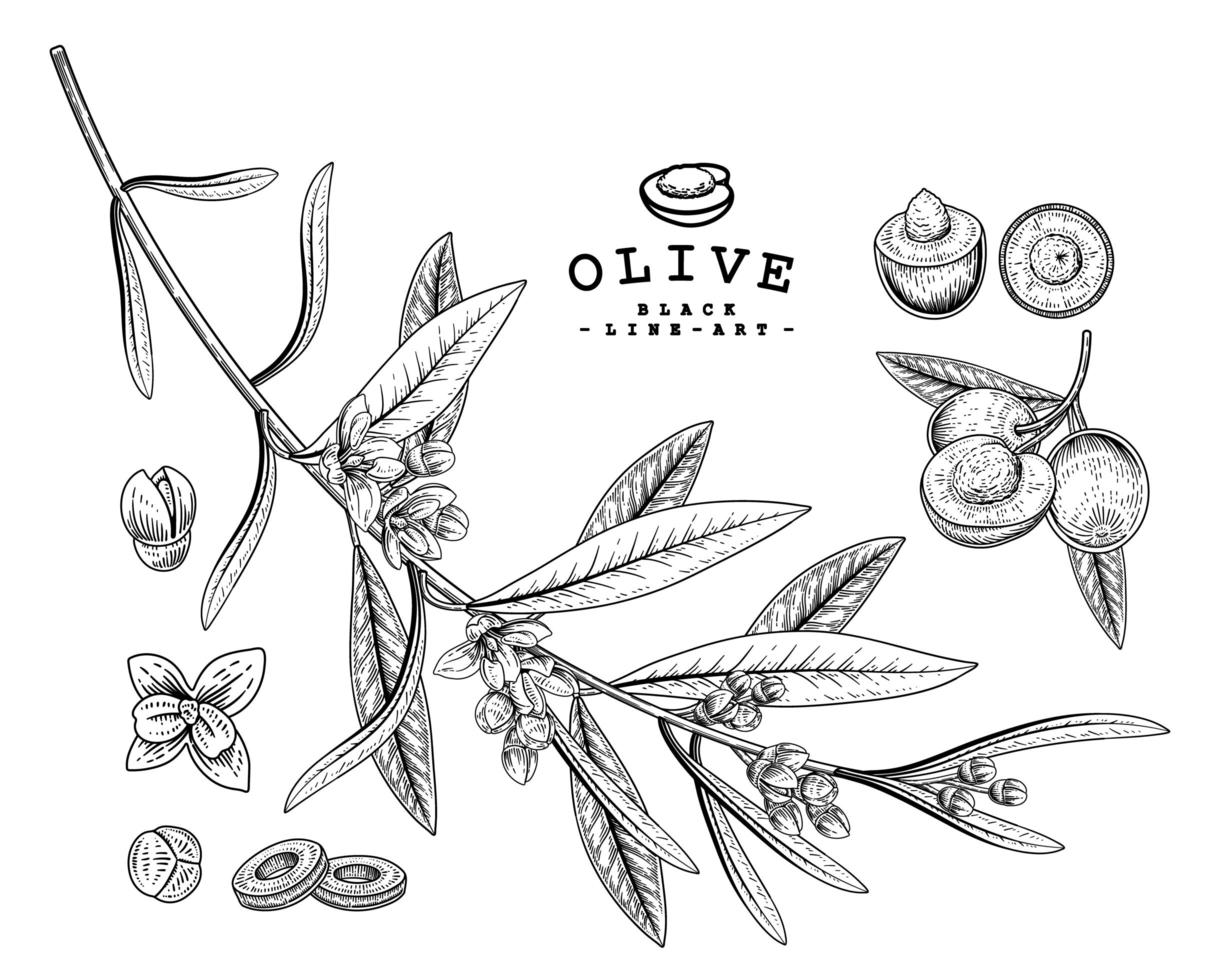 ganze halbe Scheibe und Zweig der Olive mit Blumen handgezeichnete Skizze botanische Illustrationen dekorative Set vektor