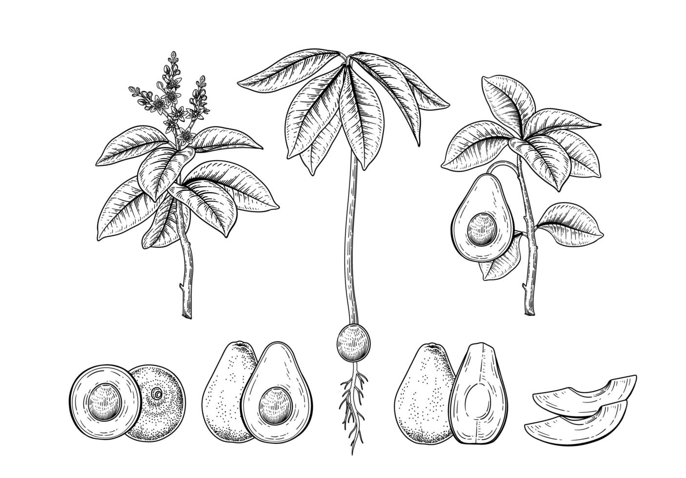 hel halvskiva och gren av avokado med fruktblad och blommor handritad skiss botaniska illustrationer dekorativ uppsättning vektor