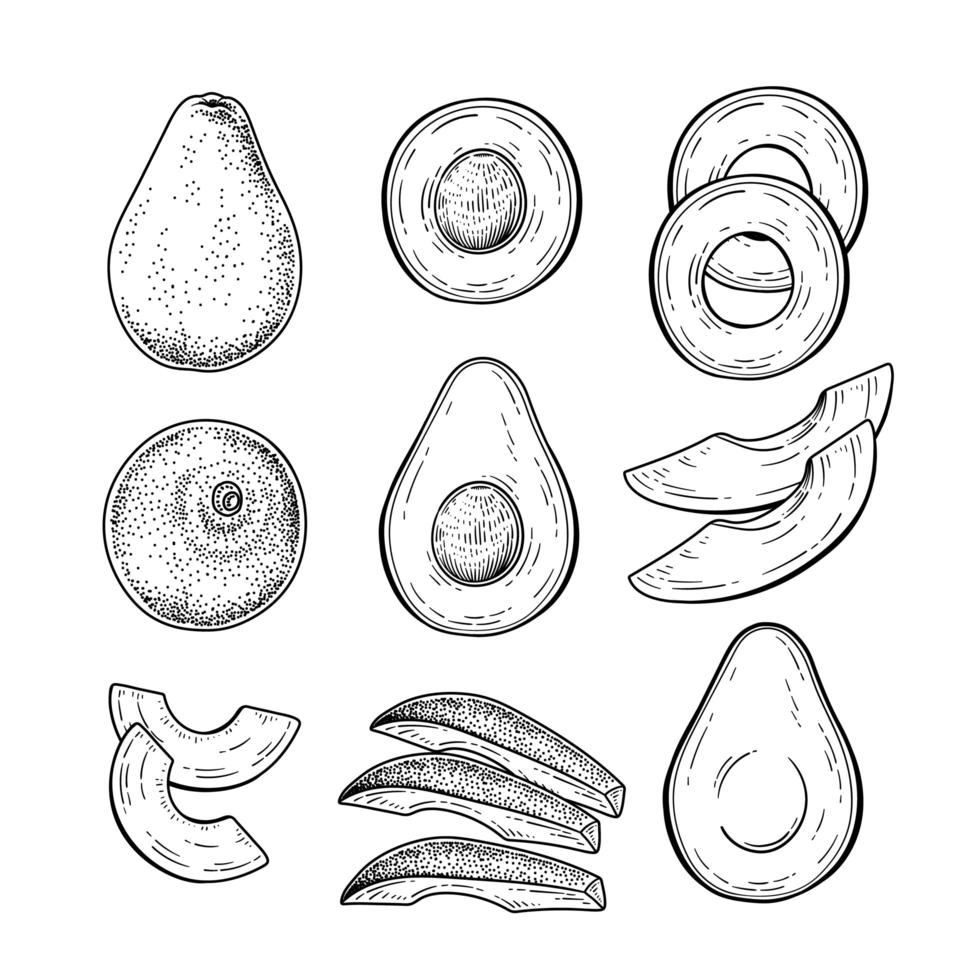 ganze Hälfte und Scheibe Avocado Hand gezeichnete Skizze botanische Illustrationen dekorative Set vektor