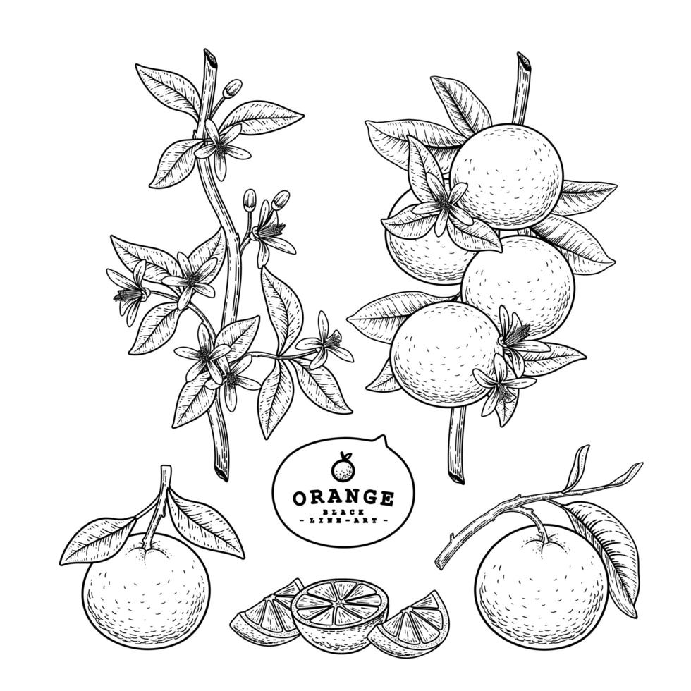 hel halvskiva och gren av apelsin med fruktblad och blommor handritad skiss botaniska illustrationer dekorativ uppsättning vektor