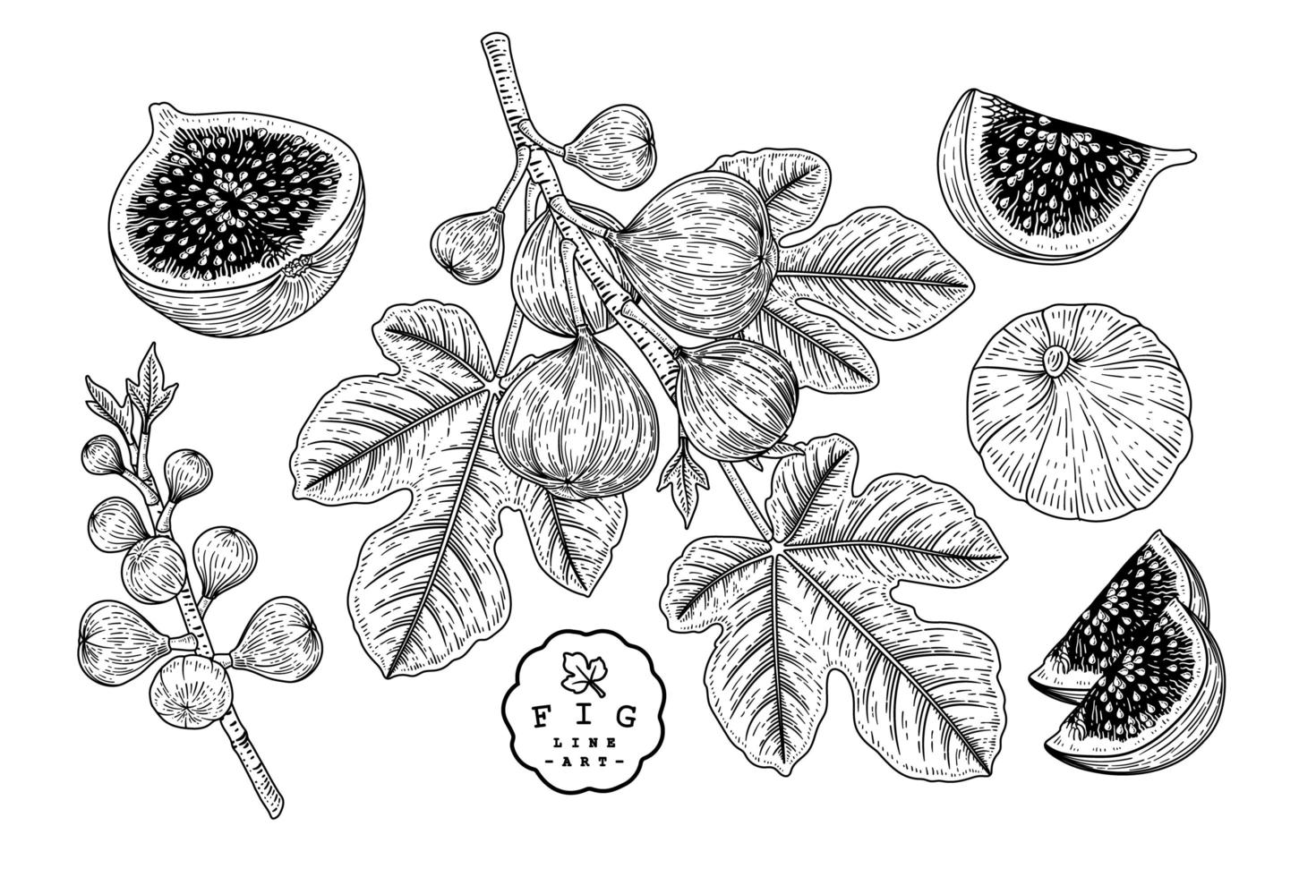 ganze halbe Scheibe und Zweig der Feige mit Früchten und Blättern Hand gezeichnete Skizze botanische Illustrationen dekorative Set vektor