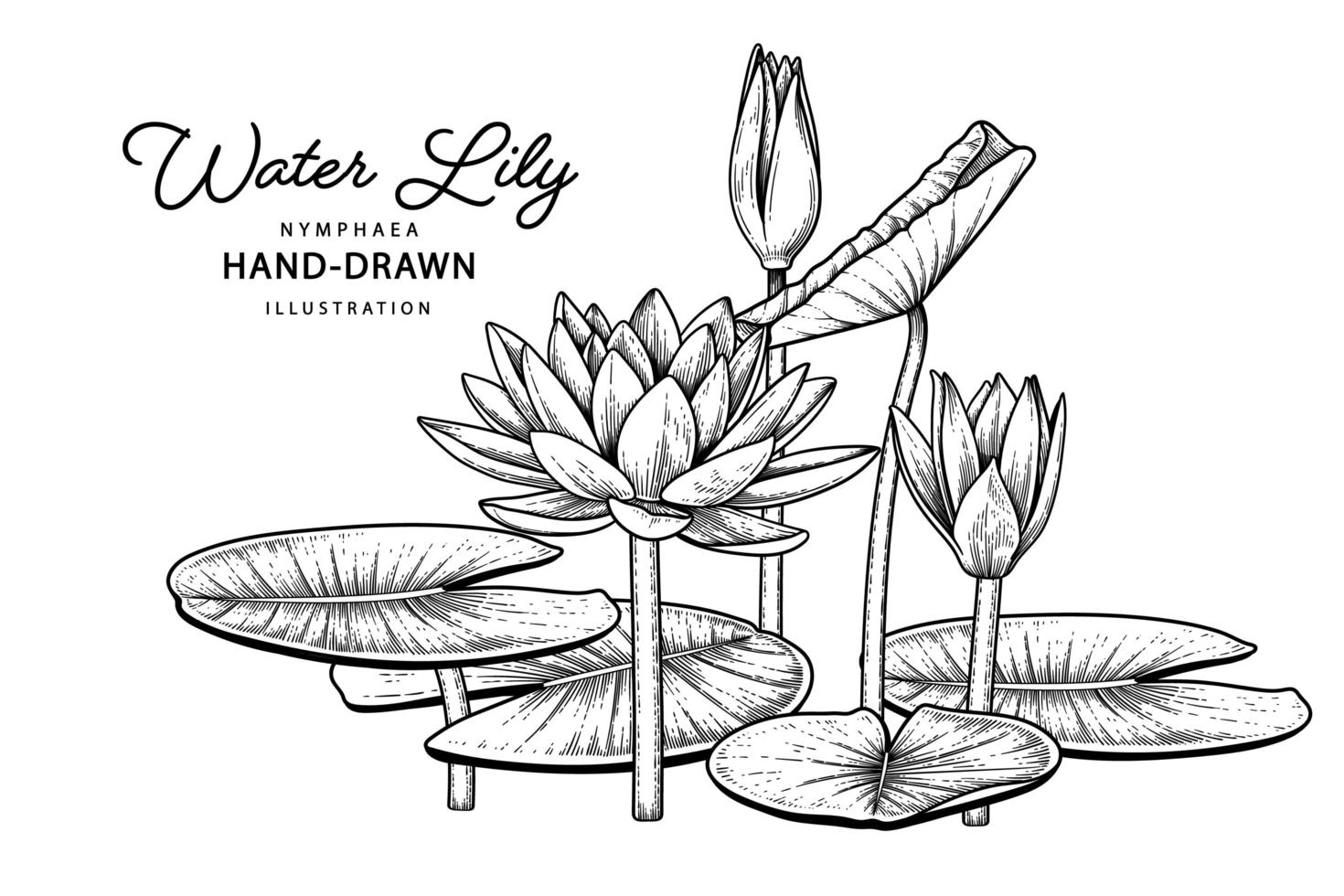 Seerosenblume Hand gezeichnete Skizze botanischen Illustrationen Vektor