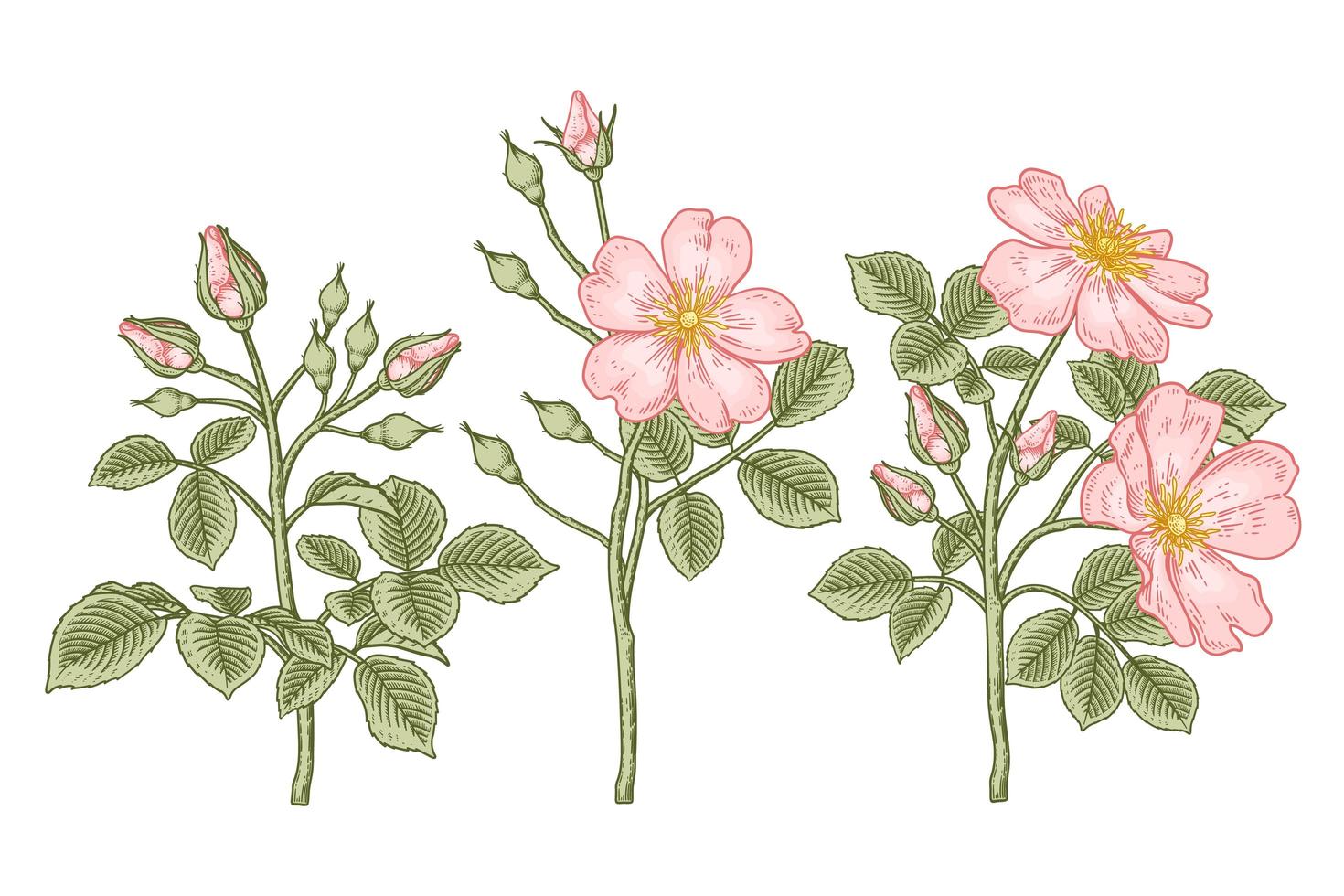 Satz Zweig der rosa Hundrose oder der Rosa canina mit der Hand gezeichneten botanischen Illustrationen der Blume und der Blätter vektor