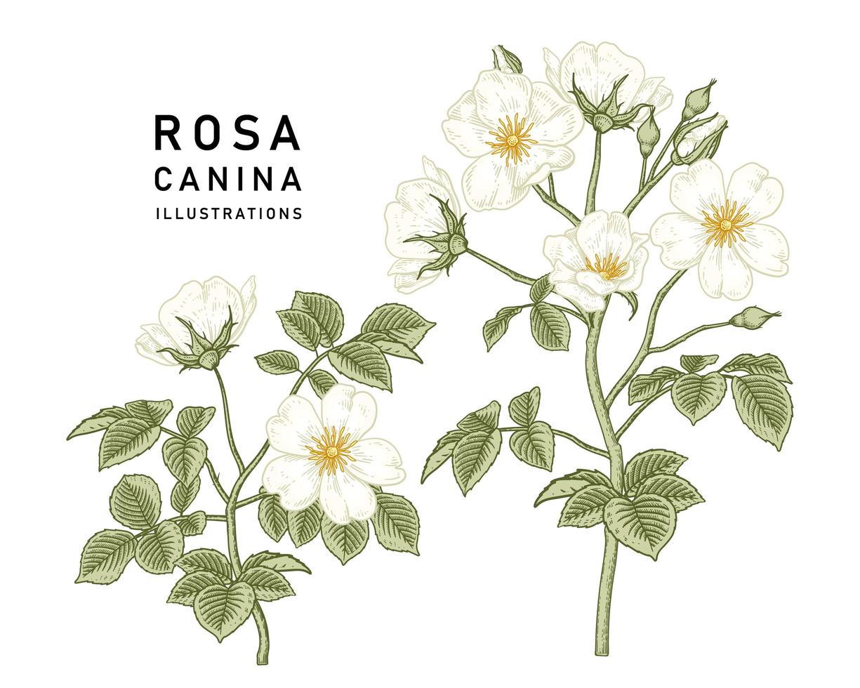 gren av vit hundros eller rosa canina med blomma och blad handritade botaniska illustrationer vektor