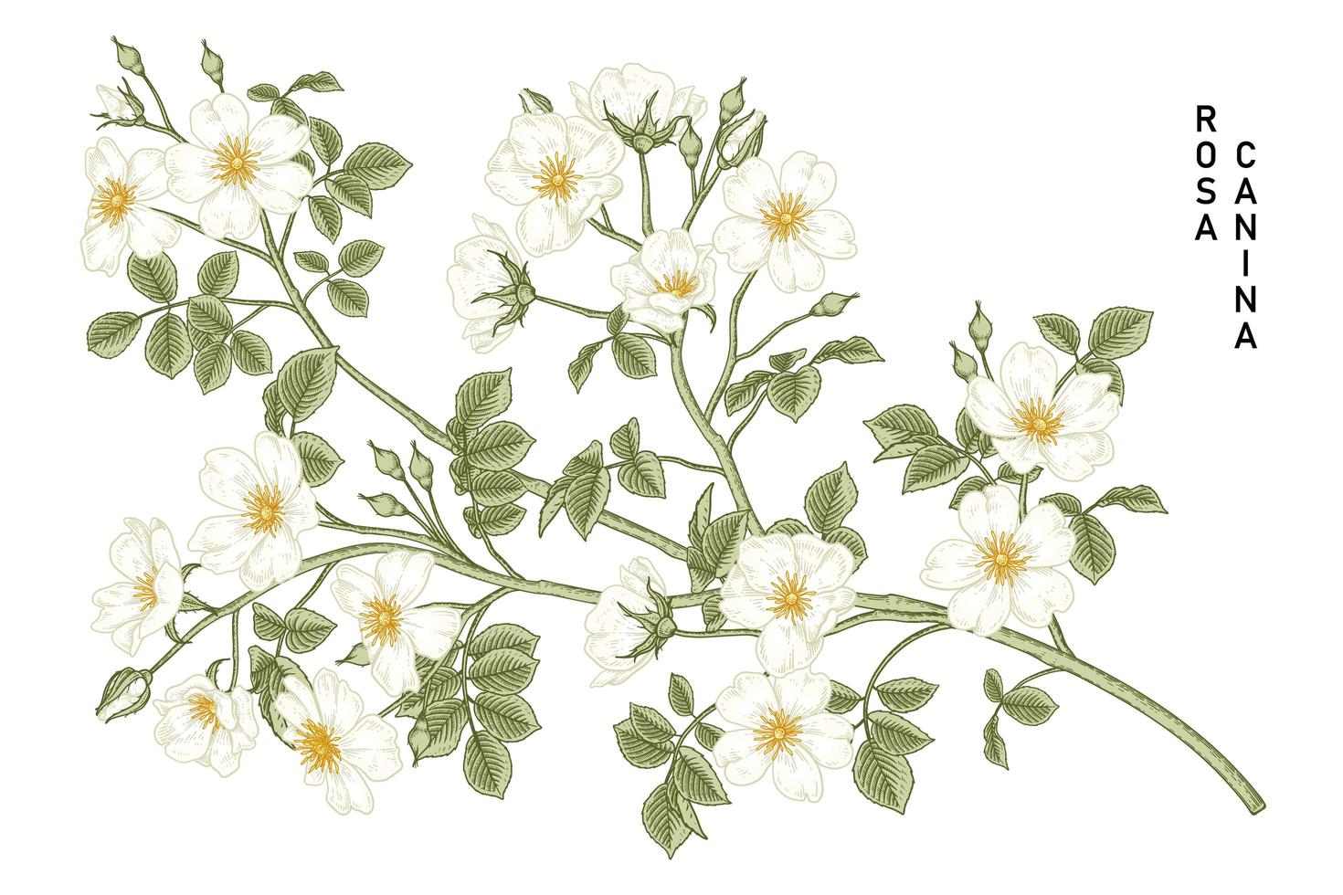 Zweig der weißen Hundrose oder Rosa canina mit der Hand und den gezeichneten botanischen Illustrationen der Blume und der Blätter vektor