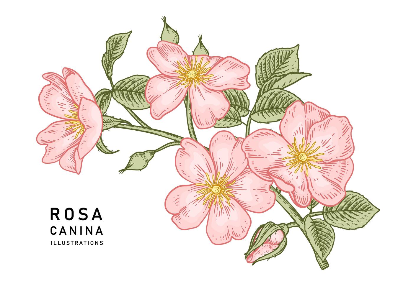 gren av rosa hundros eller rosa canina med blomma och blad handritade botaniska illustrationer vektor