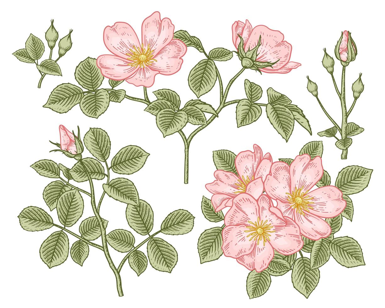 gren av rosa hundros eller rosa canina med blomma och blad handritade botaniska illustrationer dekorativ uppsättning vektor