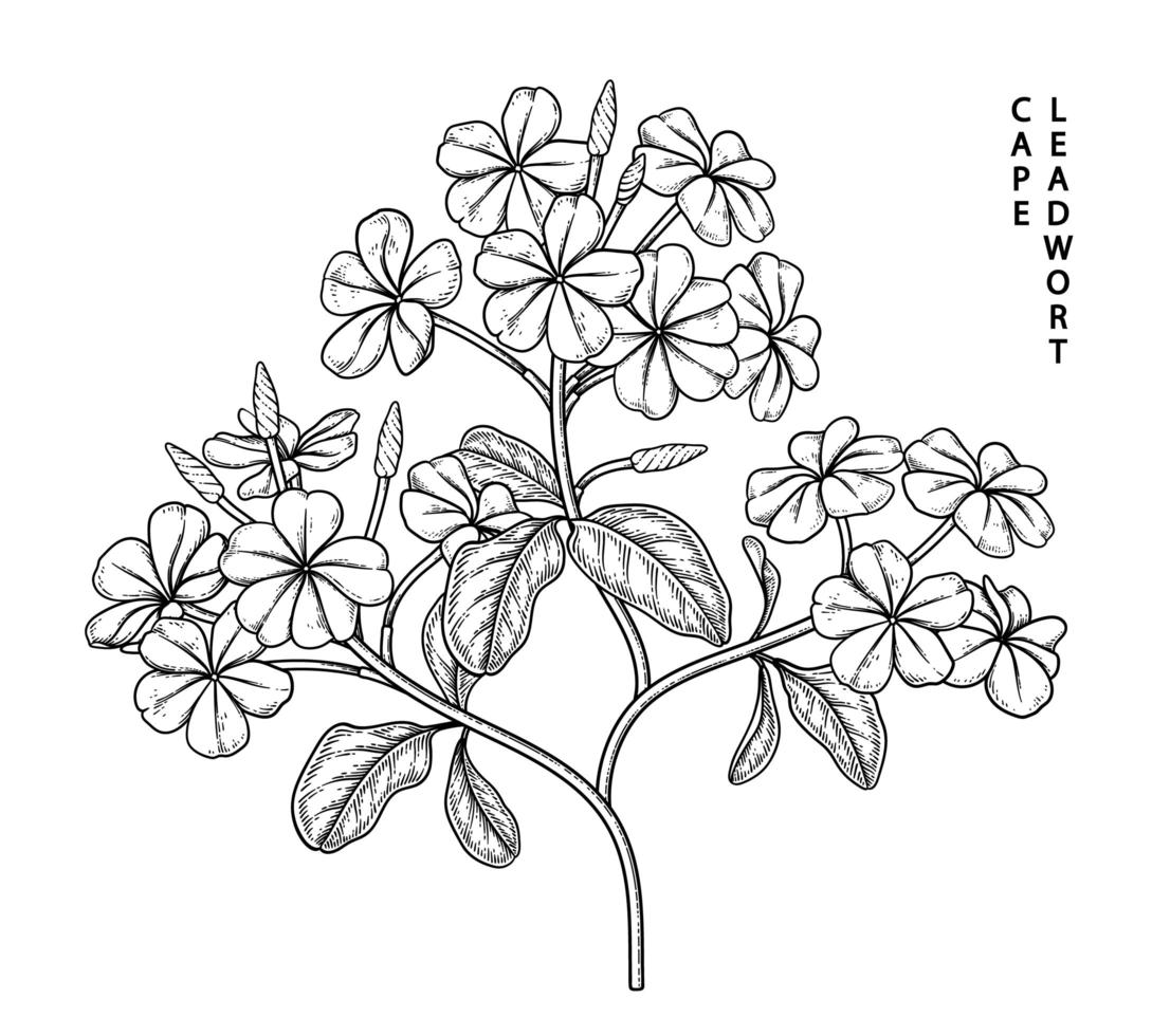 Zweig von Plumbago auriculata oder Cape Leadwort mit Blumen und Blättern handgezeichnete Skizze botanische Illustrationen vektor