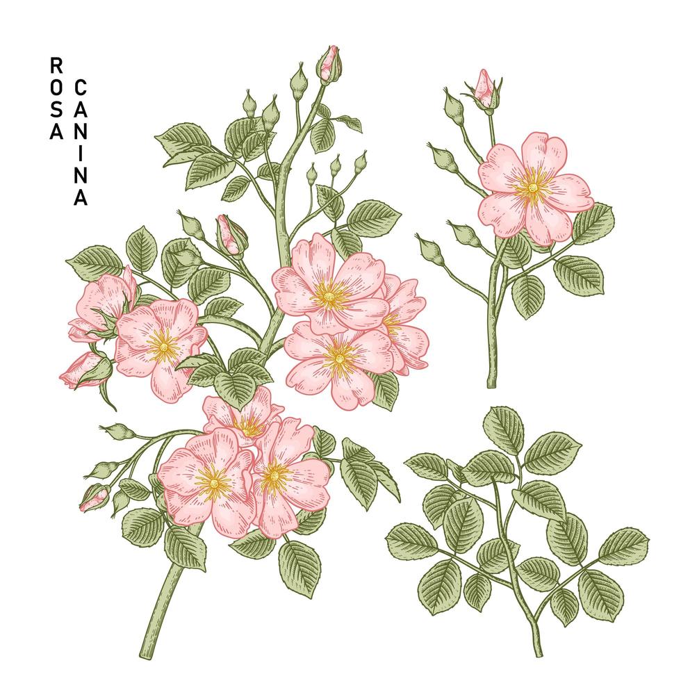 Zweig der rosa Hundrose oder rosa canina mit der Hand gezeichneten botanischen Illustrationen der Blume und der Blätter des dekorativen Satzes der botanischen Illustrationen vektor