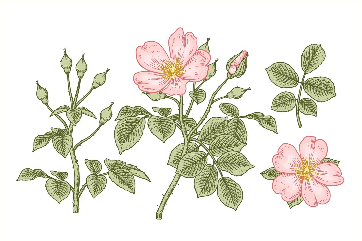 gren av rosa hundros eller rosa canina med blomma och blad handritade element botaniska illustrationer vektor