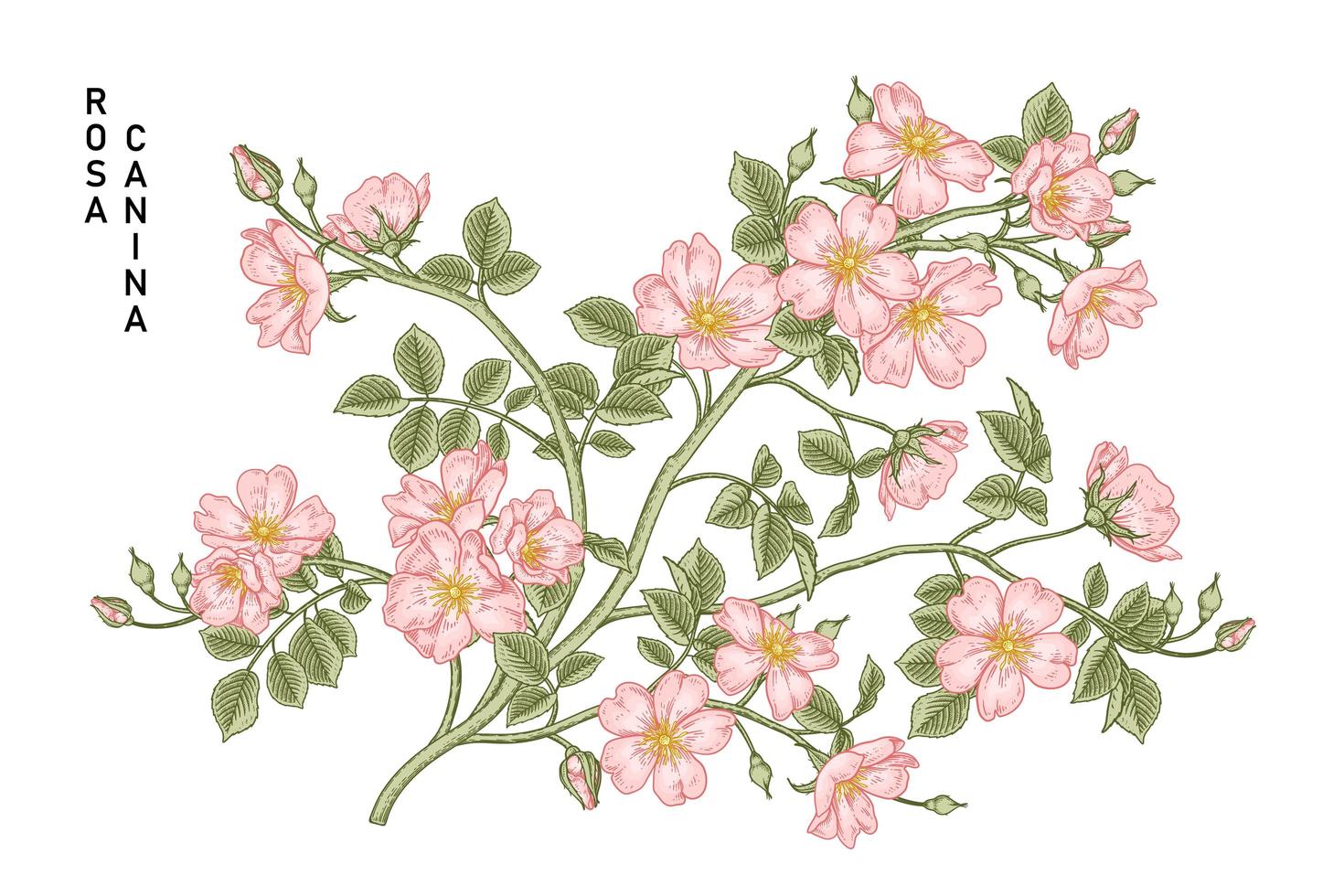 Zweig der rosa Hundrose oder der Rosa canina mit der Hand gezeichneten botanischen Illustrationen der Blume und der Blätter vektor
