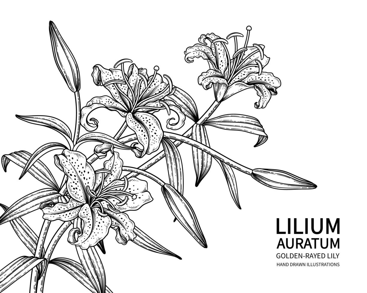 gren av gyllene strålar lilja eller lilium auratum blomma hand dras skiss botaniska illustrationer vektor