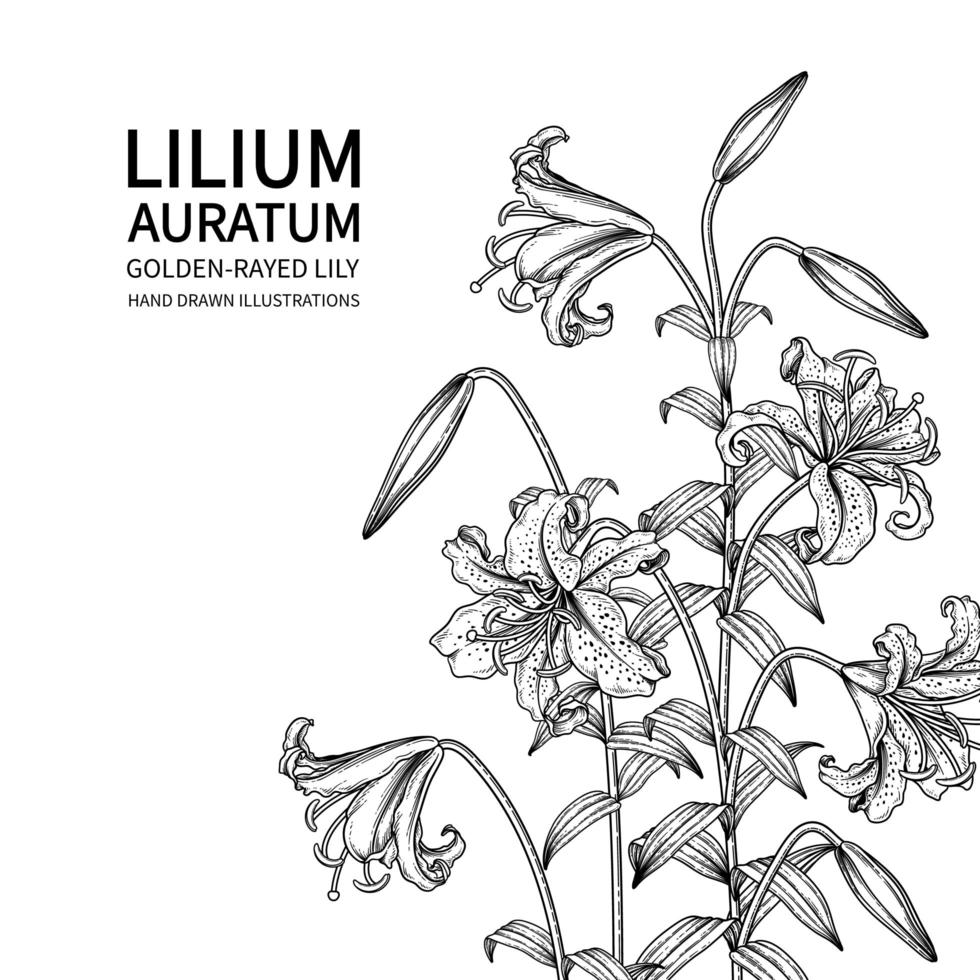 golden gestrahlte Lilie oder Lilium Auratum Blume Hand gezeichnete Skizze botanische Illustrationen vektor