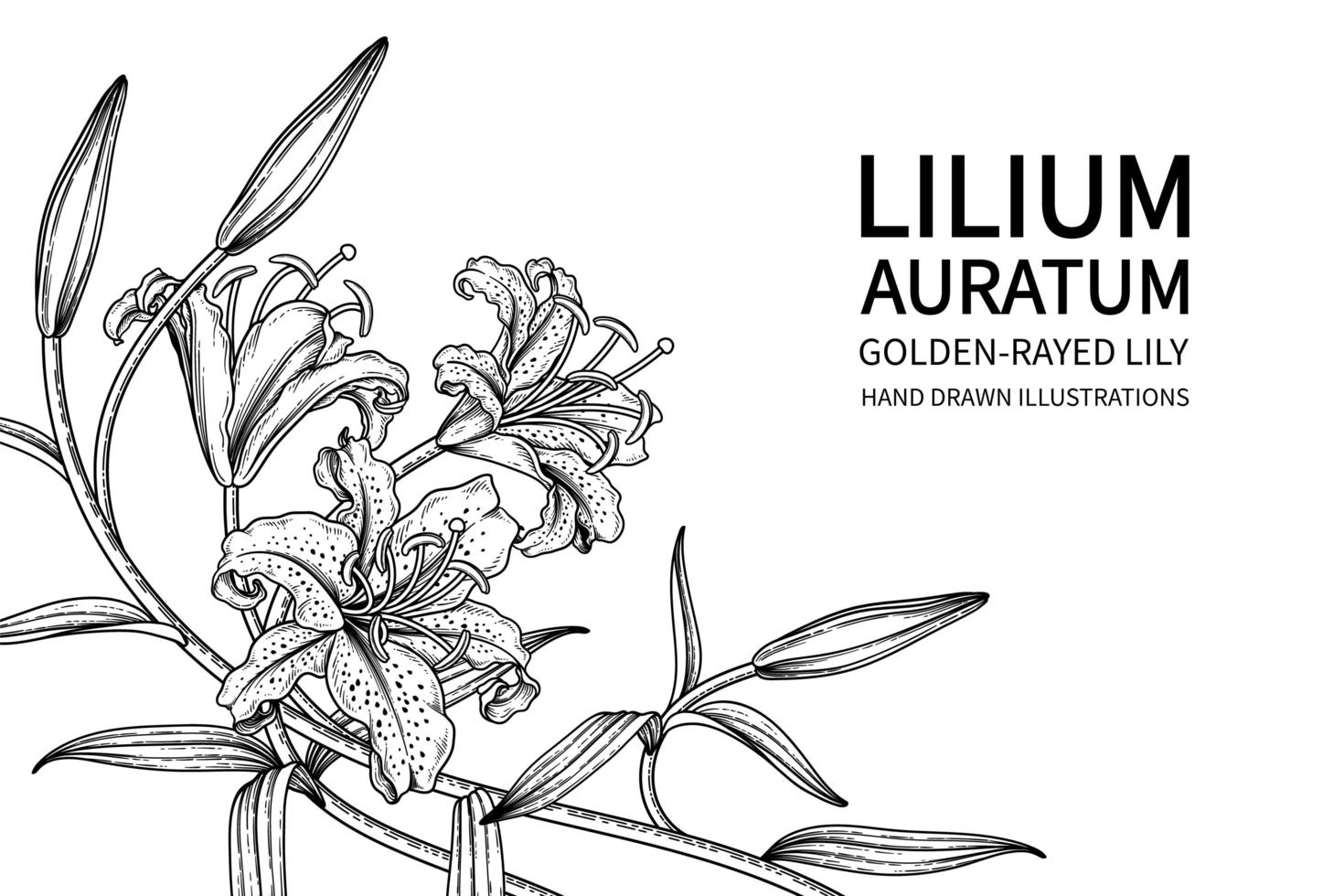 gren av gyllene strålar lilja eller lilium auratum blomma hand dras skiss botaniska illustrationer vektor