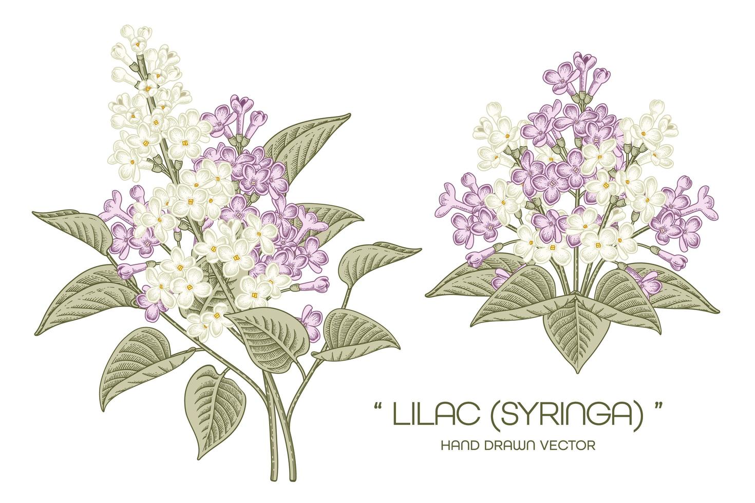 Bouquet von weißen und lila Syringa vulgaris oder gewöhnlichen lila gezeichneten Illustrationen der Fliederblumenweinlese vektor