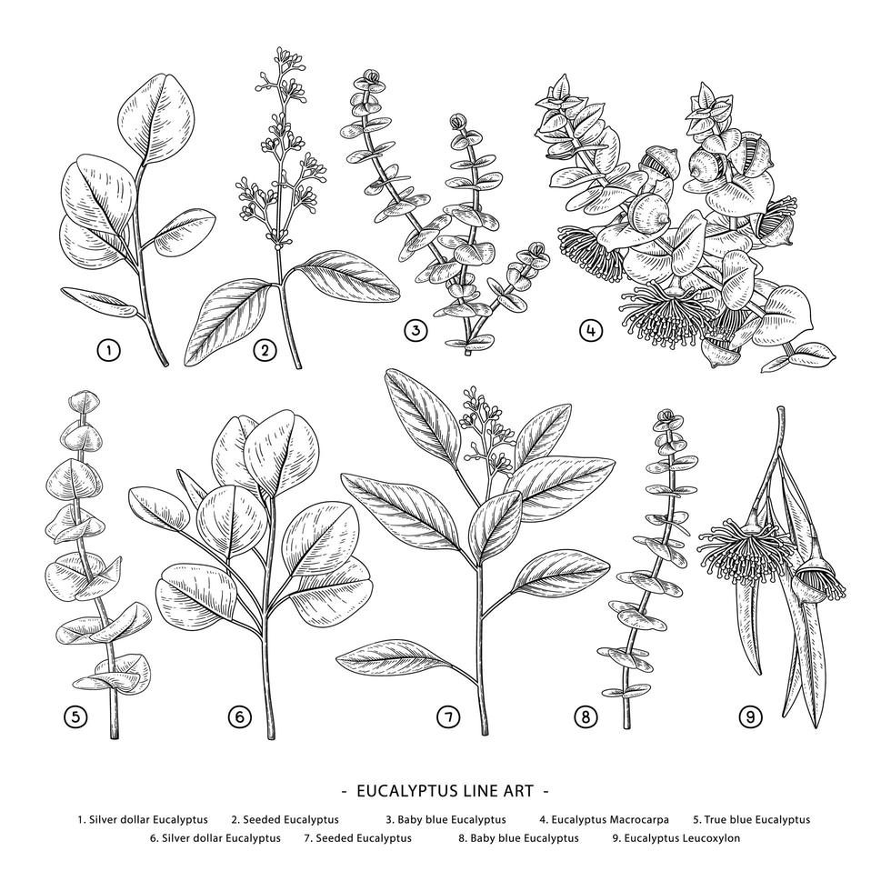 Zweig des handgezeichneten botanischen Elementvektors des dekorativen Satzes des Eukalyptus vektor