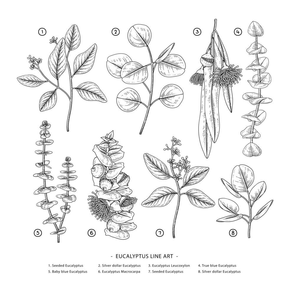 gren av eukalyptus dekorativ uppsättning handritad botaniska element vektor