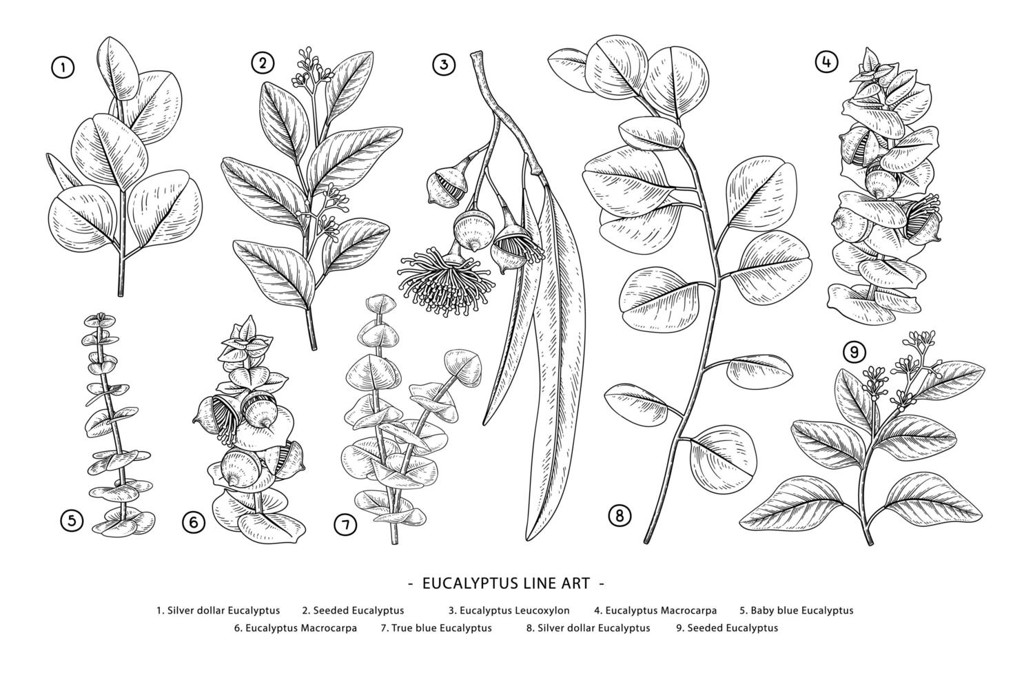 Zweig des handgezeichneten botanischen Elementvektors des dekorativen Satzes des Eukalyptus vektor