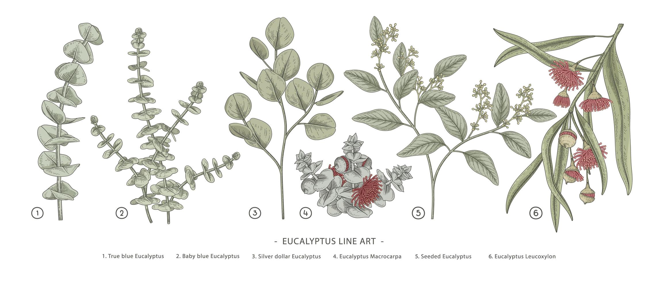 Zweig der handgezeichneten botanischen Elementillustrationen des Eukalyptusdekorationssatzes vektor