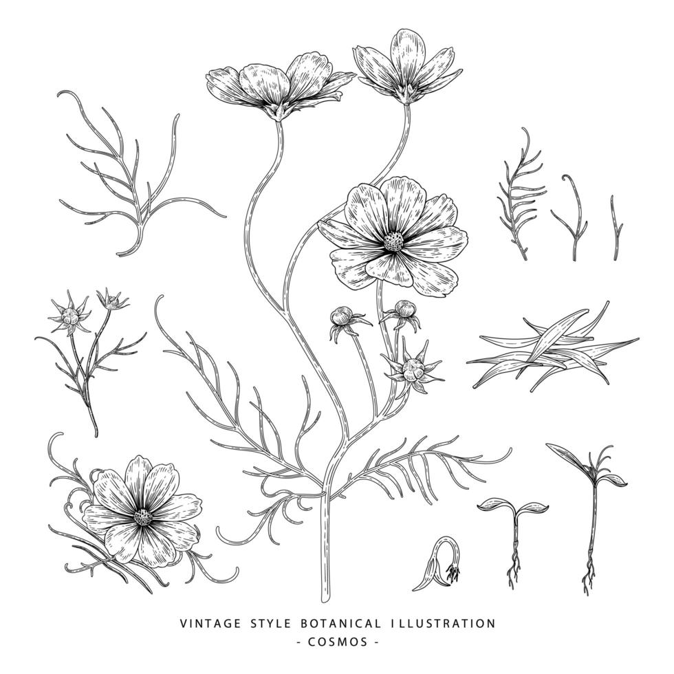 kosmos blomma handritad skiss botaniska element illustrationer dekorativ uppsättning vektor