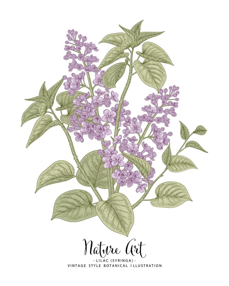 gren av lila eller syringa med blommor och blad handritade botaniska illustrationer vektor