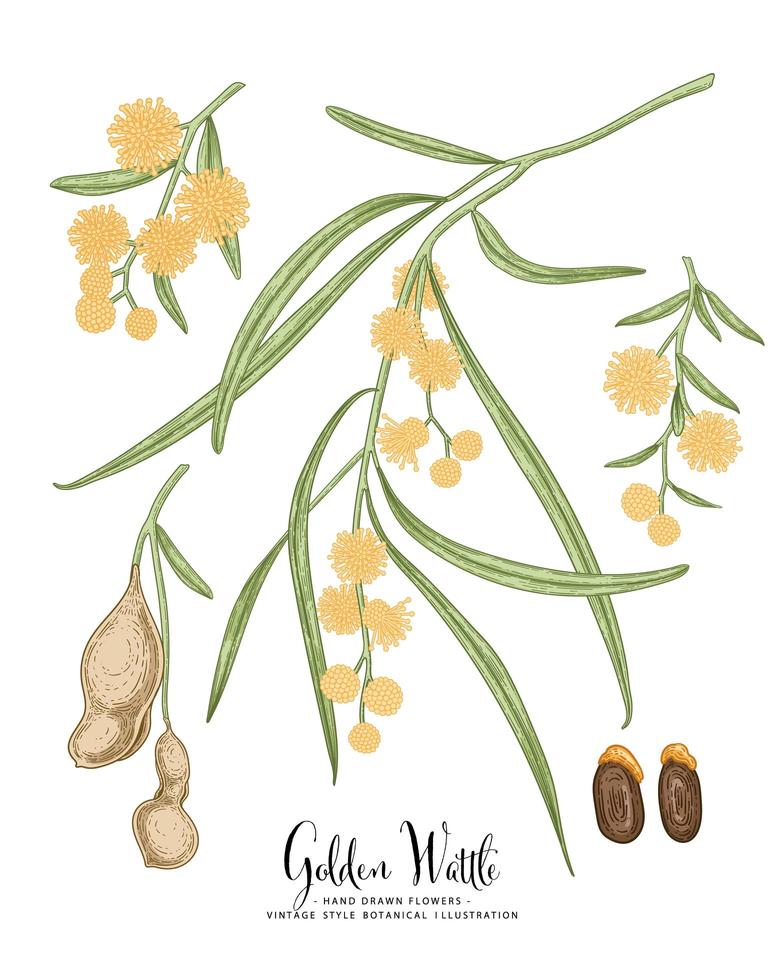gren av gyllene wattle eller acacia pycnantha med blommor blad och skida handritade botaniska illustrationer dekorativ uppsättning vektor