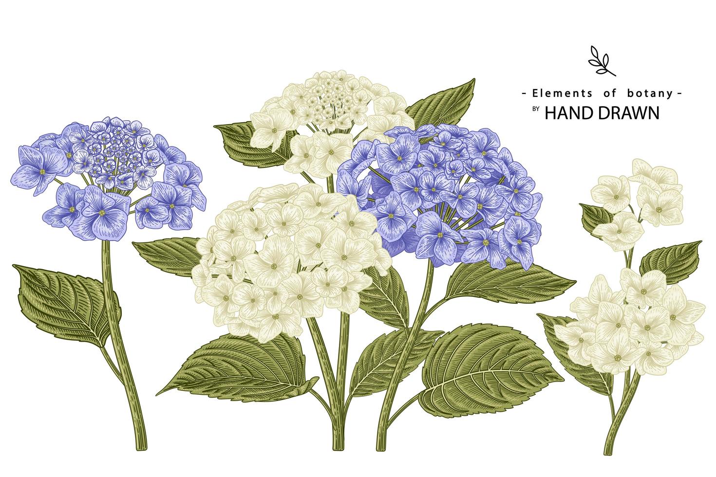 vita och blå hortensia blommor mycket detaljerade handritade element botaniska illustrationer dekorativa uppsättning vektor