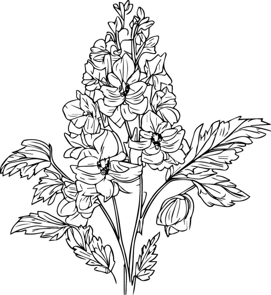 bukett av riddarsporre blomma hand dragen penna skiss färg sida och bok för vuxna isolerat på vit bakgrund, , översikt riddarsporre blomma teckning tatuering, riddarsporre illustration bläck konst. vektor