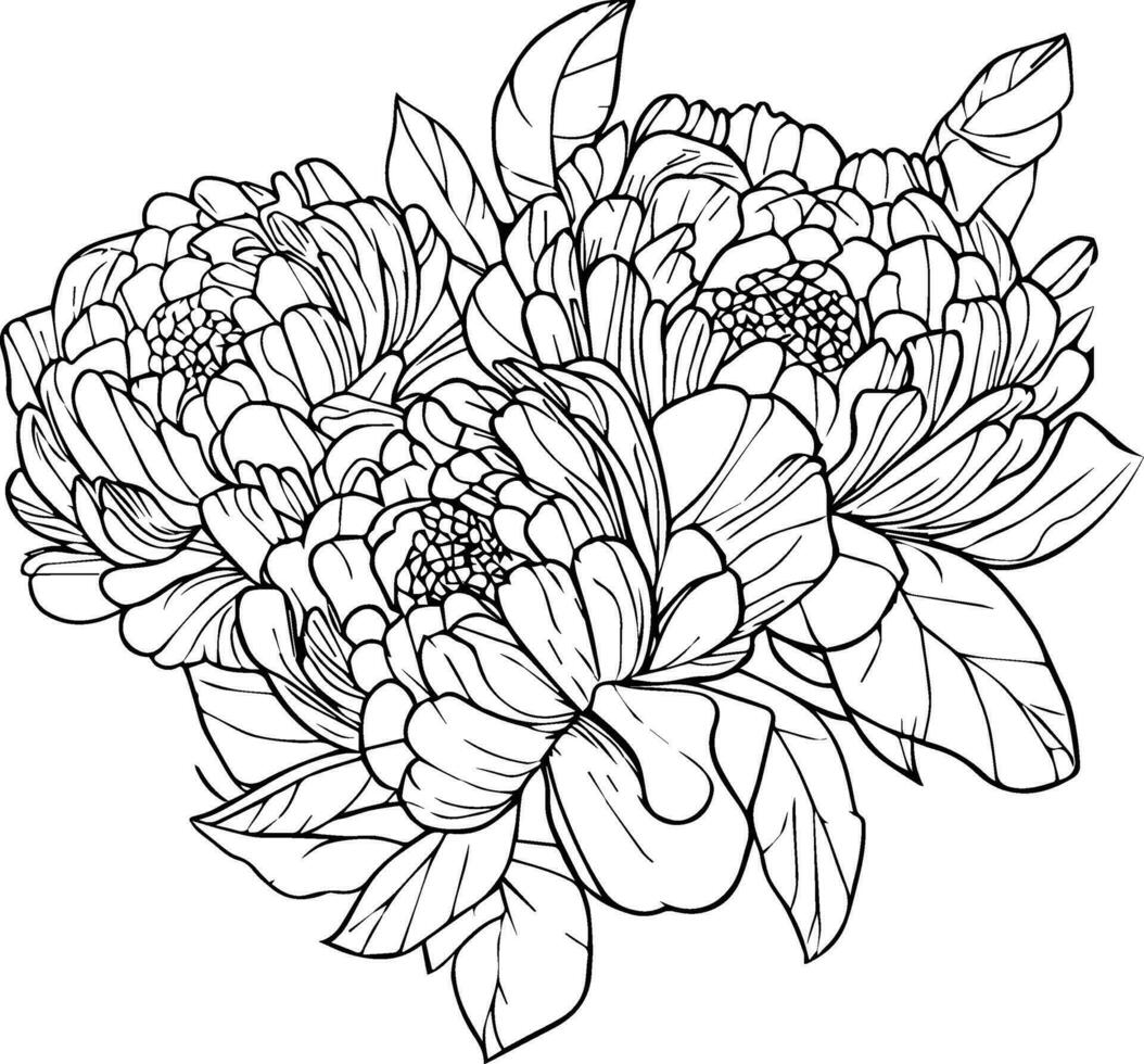 ritad för hand pion blomma, pion blomma bukett, vektor skiss illustration graverat bläck konst botanisk blad gren samling isolerat på vit bakgrund färg sida och böcker. pion linje konst.