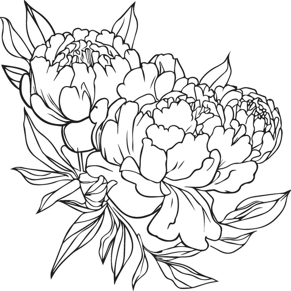 pion blomma, bukett zen klotter konst, blommor färger sida, och böcker, en skiss av översikt vektor grafisk hand dragen illustration isolerat på vit bakgrund, pion linje teckning ClipArt.