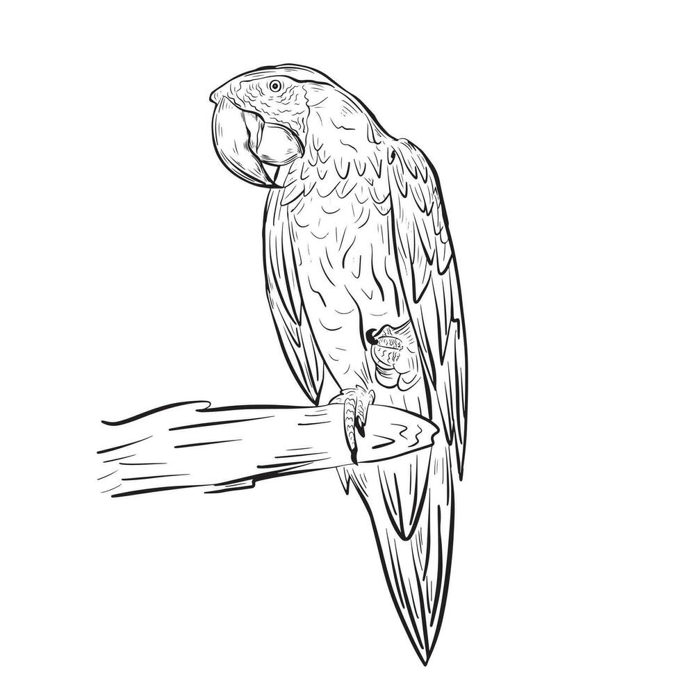 Porträt von ein Papagei.Vogel sitzt auf ein Zweig.Hand gezeichnet skizzieren im Gekritzel Stil.Vektor Illustration. vektor