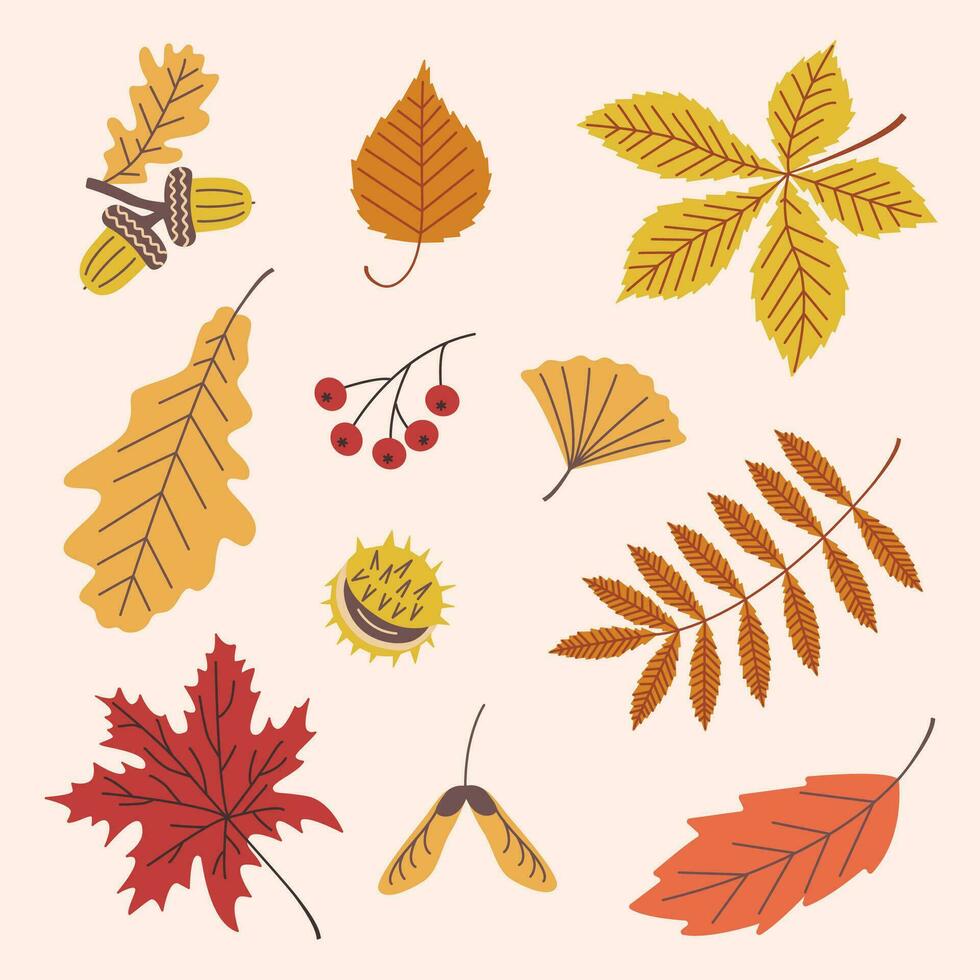 einstellen von Herbst Pflanze Elemente. Vektor Illustration von Früchte und Blätter im Herbst Farben.