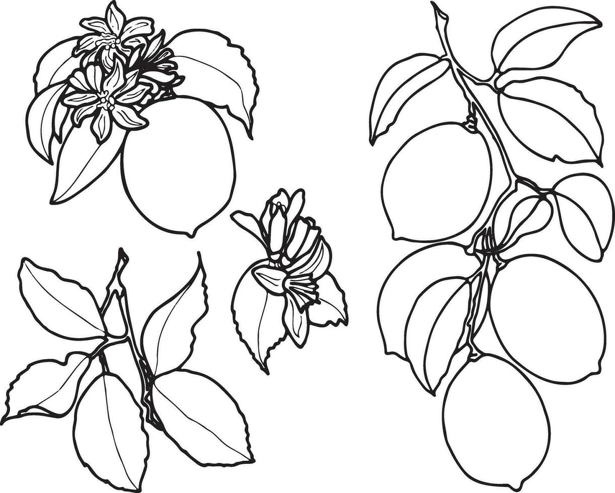 Kontur Zeichnung von Zitronen. Grafik schwarz und Weiß Abbildungen von Zitronen auf ein Ast mit Blätter und Blumen.eps botanisch Grafik Illustration. vektor