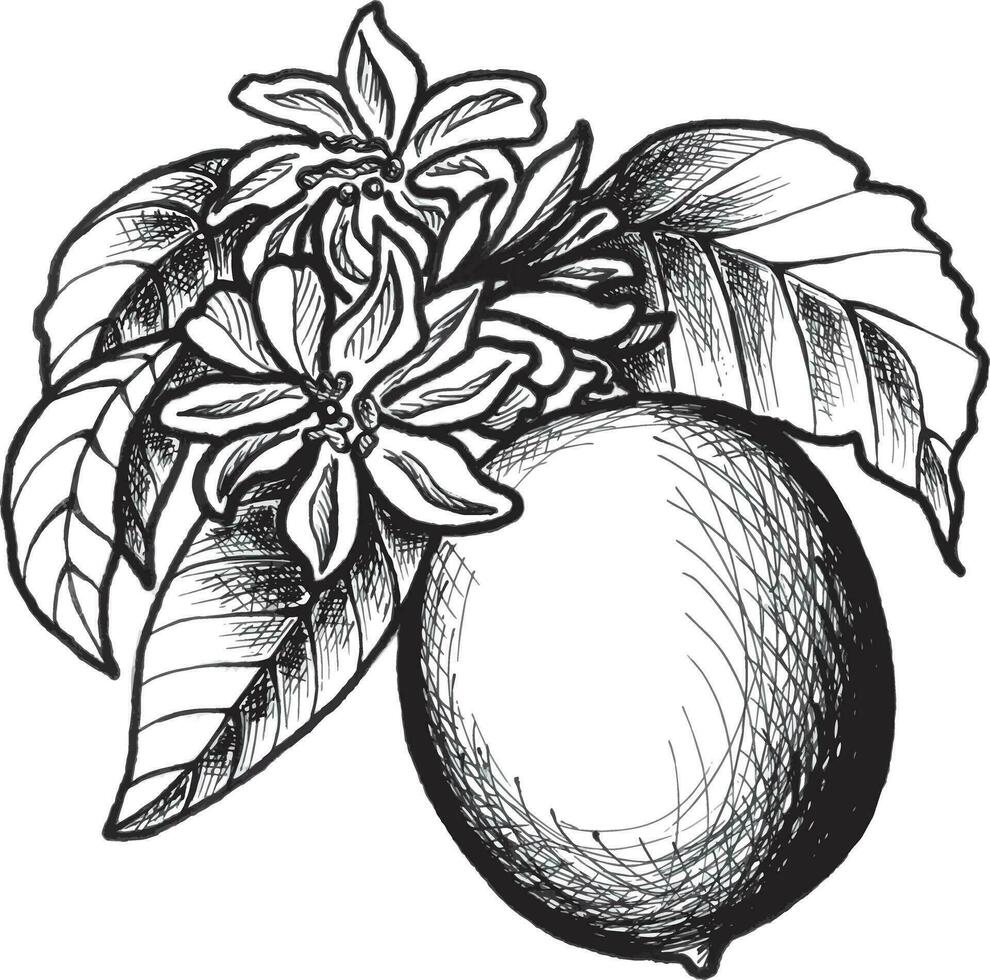 citron- med löv och blommor. eps botanisk grafik illustration för klistermärken, mönster, omslag papper, vykort, design, tyg, grafik på kläder, broderi. vektor